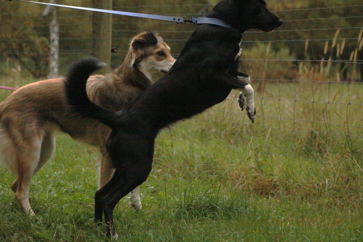 Erregungslevel beim Hund: Was sie bedeuten und warum wir sie im Training berücksichtigen