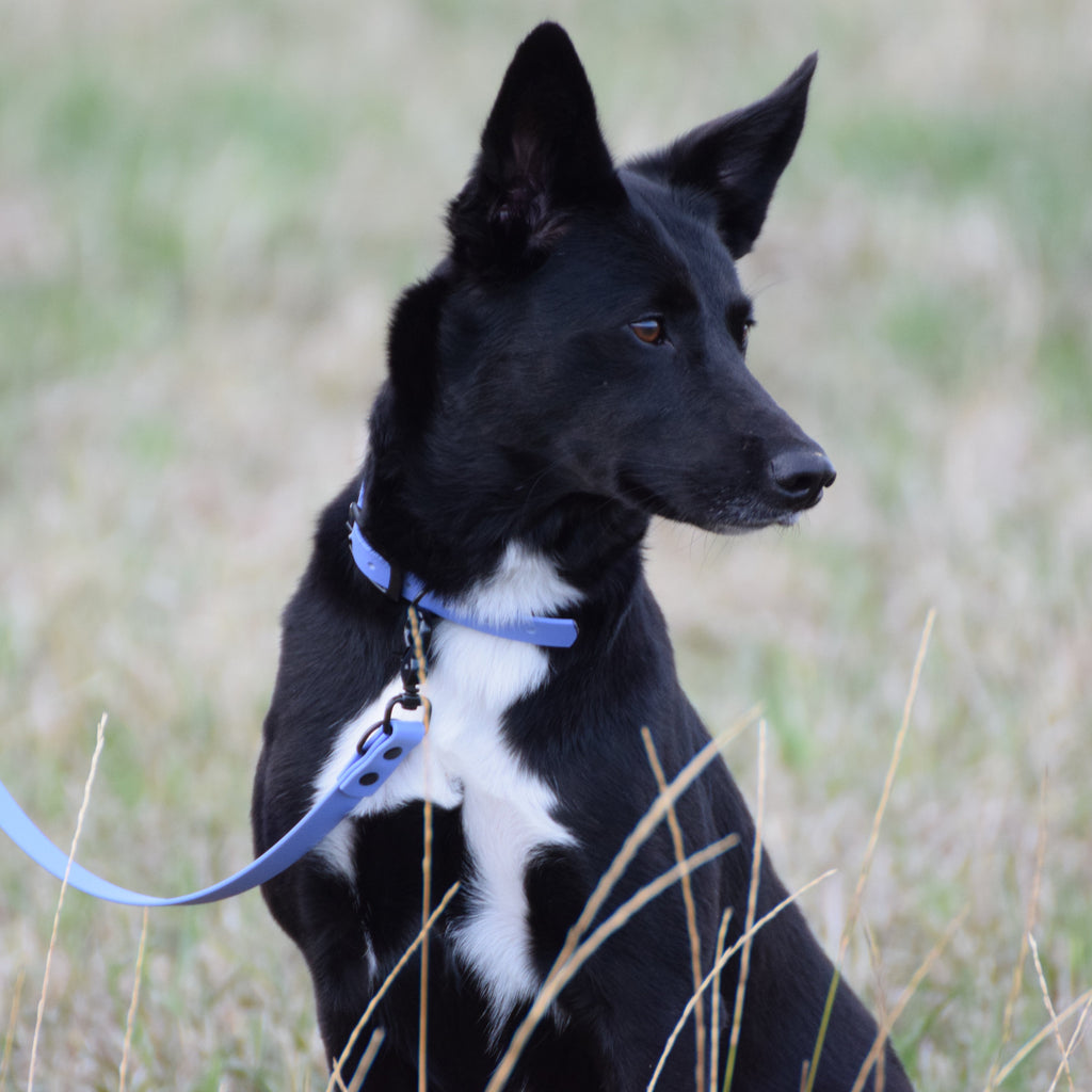 Hundehalsband Beta Biothane® – Periwinkle