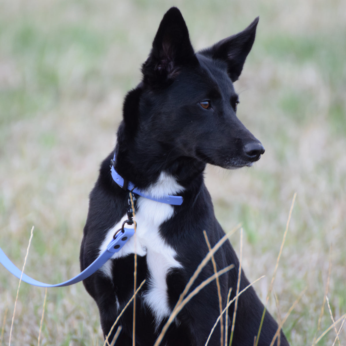 Hundehalsband Beta Biothane® – Periwinkle