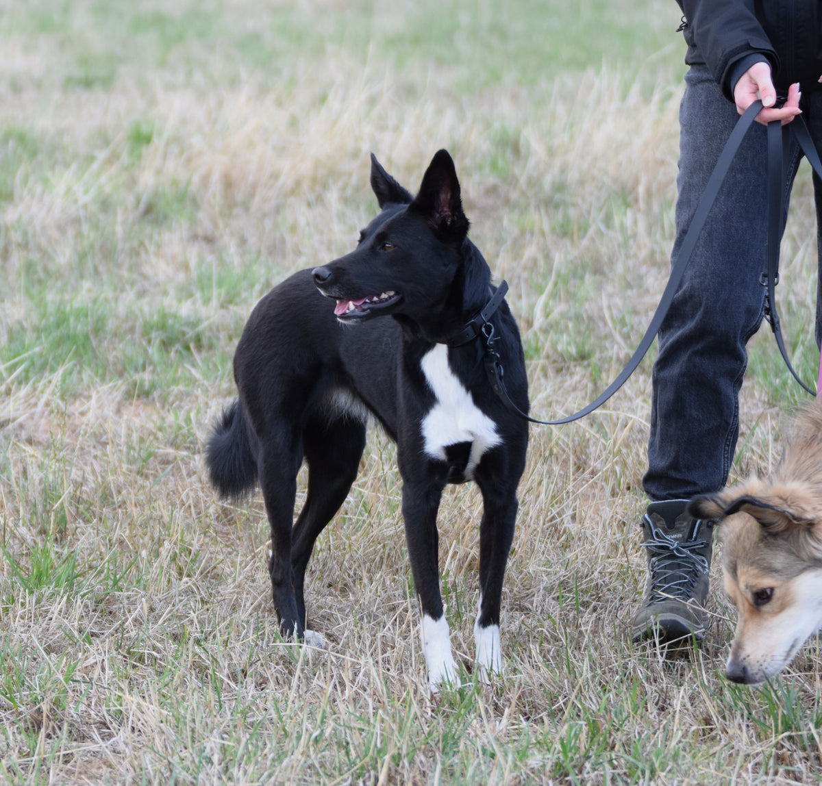 Hundehalsband Beta Biothane® – all black