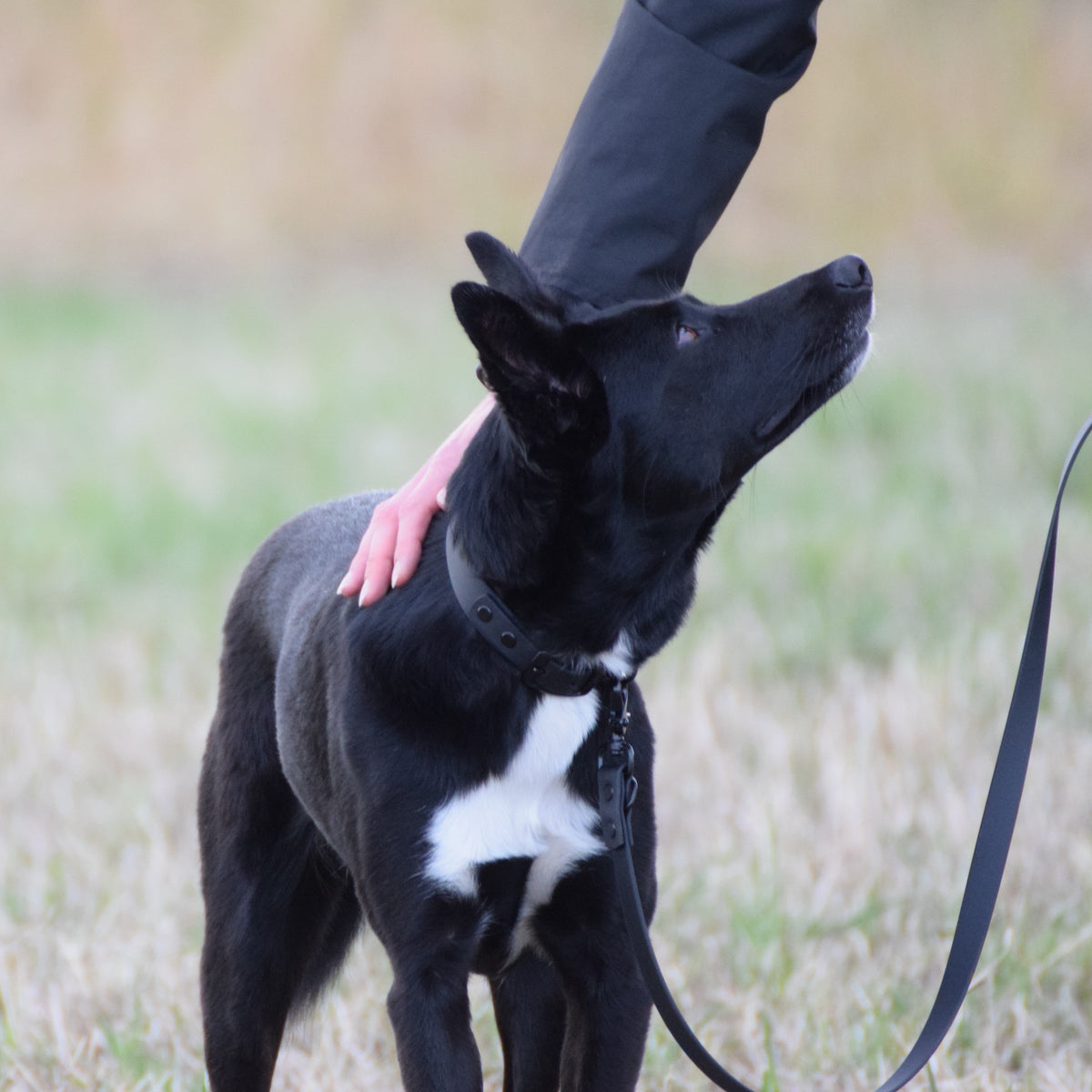 Hundehalsband Beta Biothane® – all black