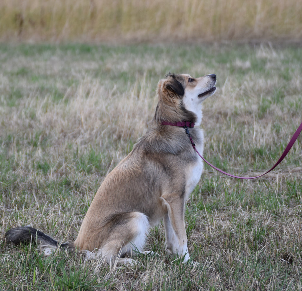 Hundehalsband Beta Biothane® – Bordeaux Rot