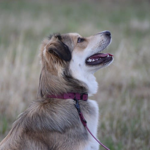 Hundehalsband Beta Biothane® – Bordeaux Rot