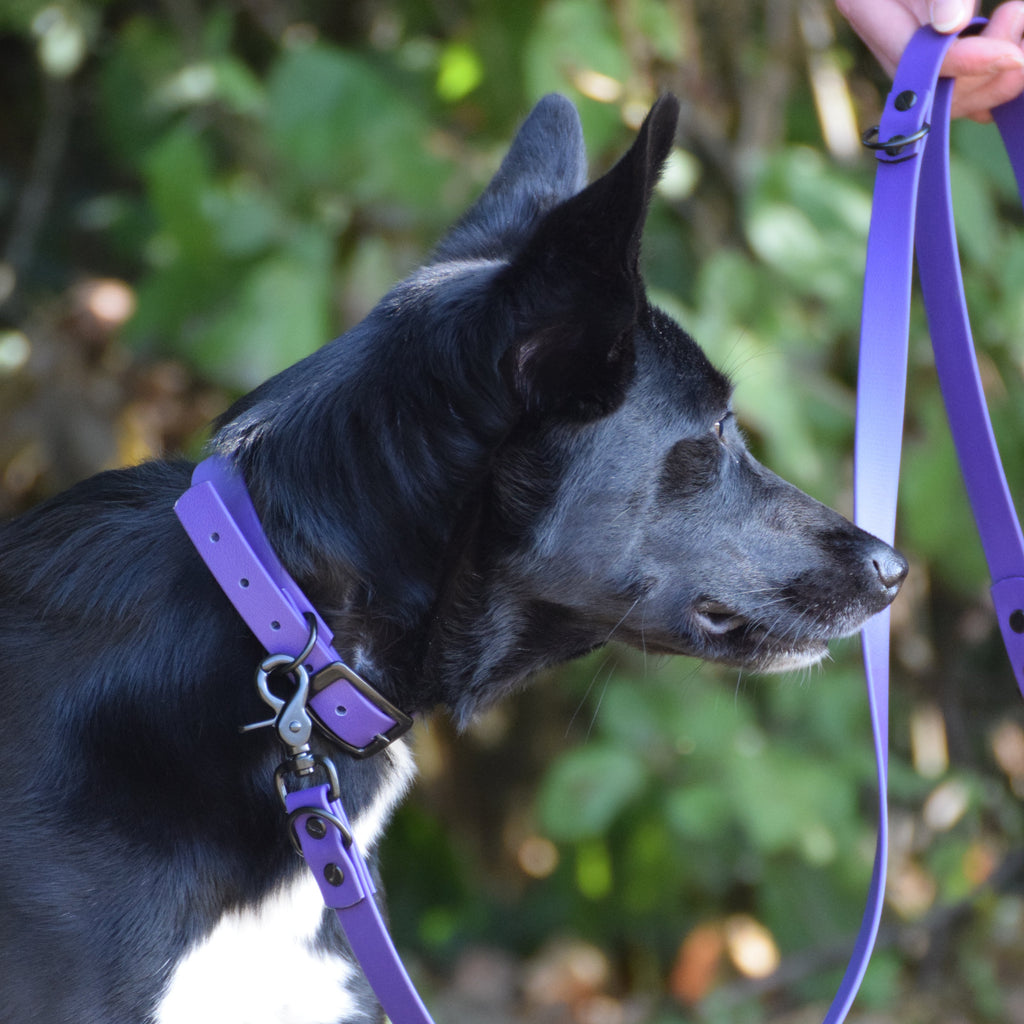 Hundehalsband Beta Biothane® – Purple