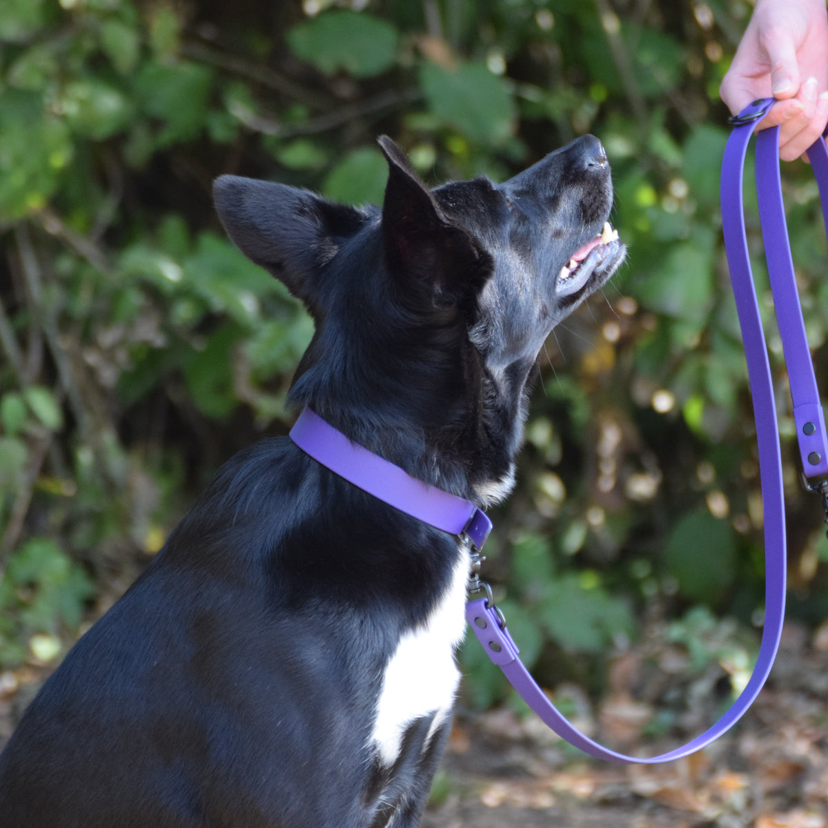 Hundehalsband Beta Biothane® – Purple