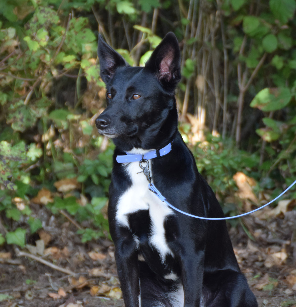 Hundehalsband Beta Biothane® – Periwinkle
