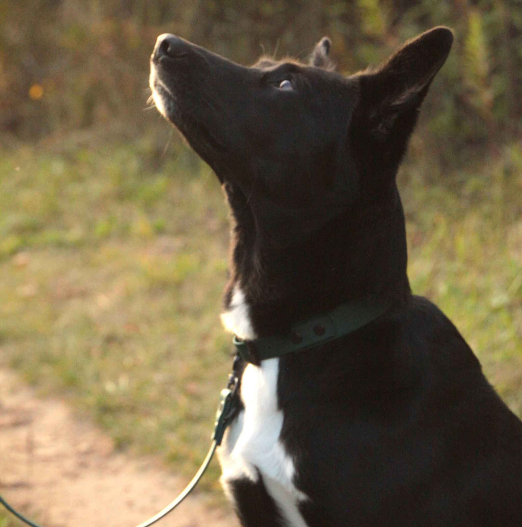 Hund mit dunkelgrünem BioThane® Halsband in Nahaufnahme in der Natur