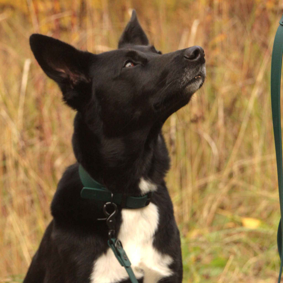 Hund mit dunkelgrünem BioThane® Halsband in Nahaufnahme in der Natur