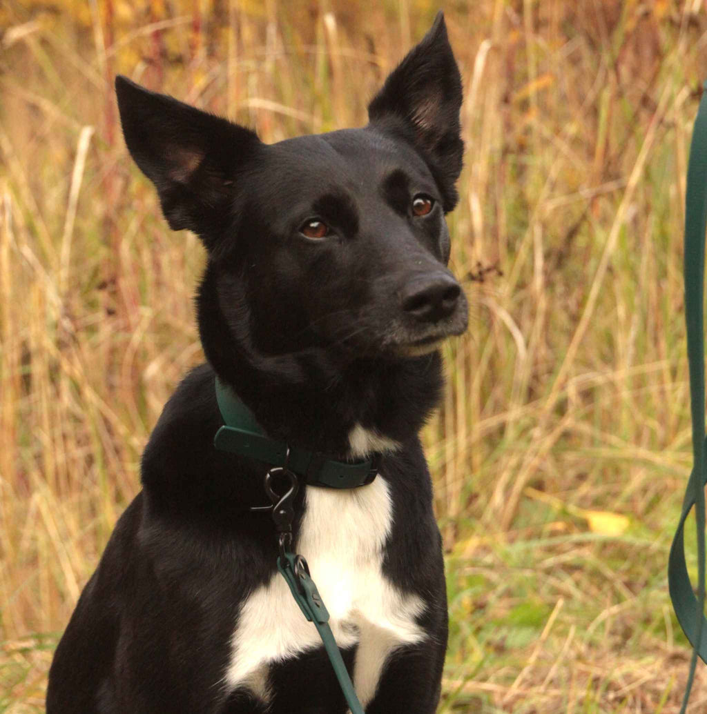 Hund mit dunkelgrünem BioThane® Halsband in Nahaufnahme in der Natur