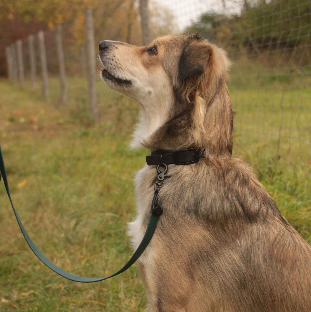 Hund mit BioThane® Halsband in der Farbe Dunkelgrün Schwarz in der Natur