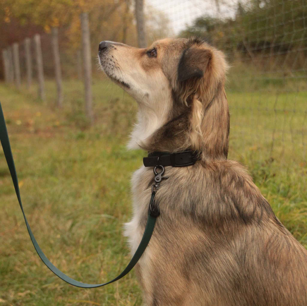 Hund mit BioThane® Halsband in der Farbe Dunkelgrün Schwarz in der Natur