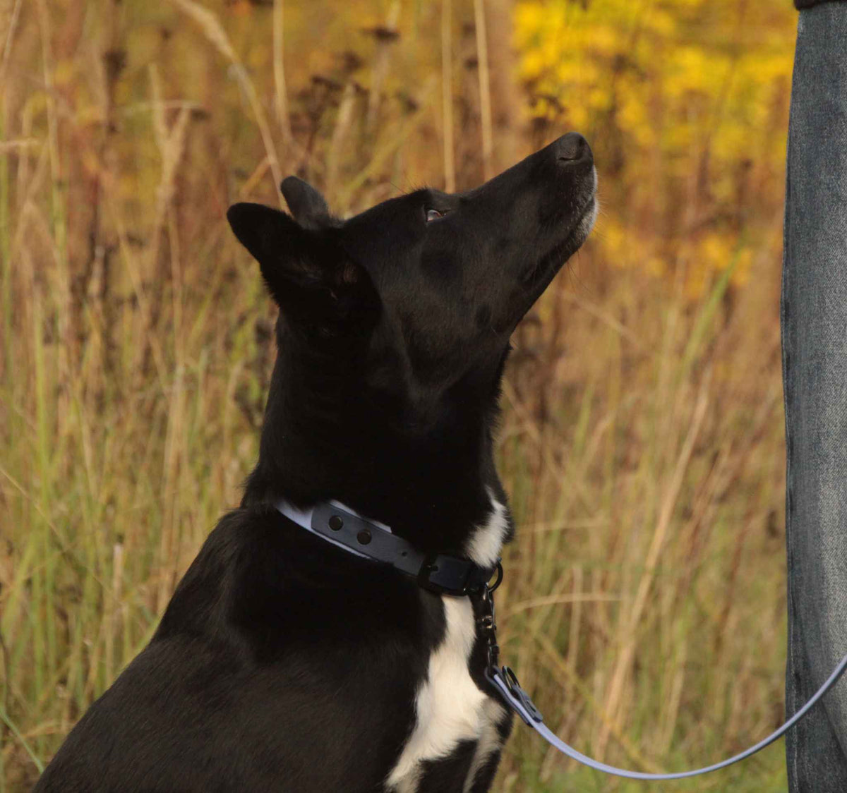 Hund mit BioThane® Halsband in der Farbe Periwinkle-Dunkelblau, in Nahaufnahme