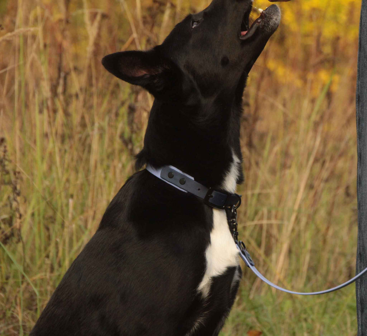 Hund mit BioThane® Halsband in der Farbe Periwinkle-Dunkelblau, in Nahaufnahme