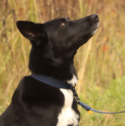 Hund mit dunkelblauen BioThane® Halsband in Nahaufnahme in der Natur