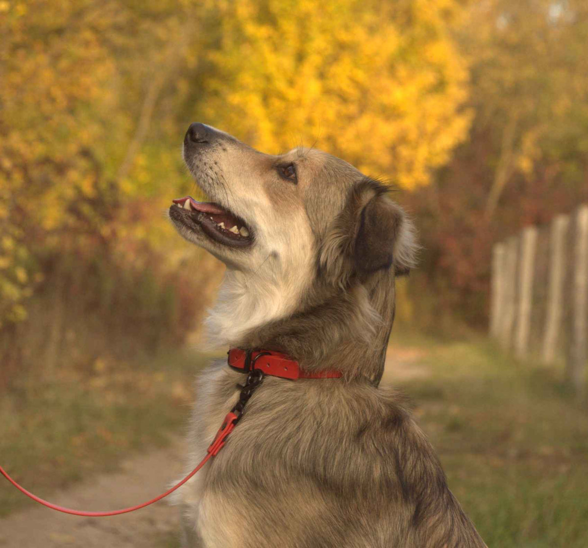 Hund mit roten BioThane® Halsband in Nahaufnahme in der Natur