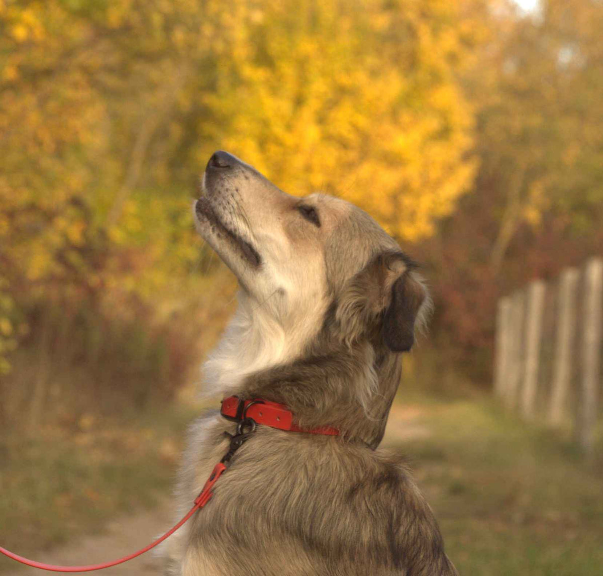 Hund mit roten BioThane® Halsband in Nahaufnahme in der Natur