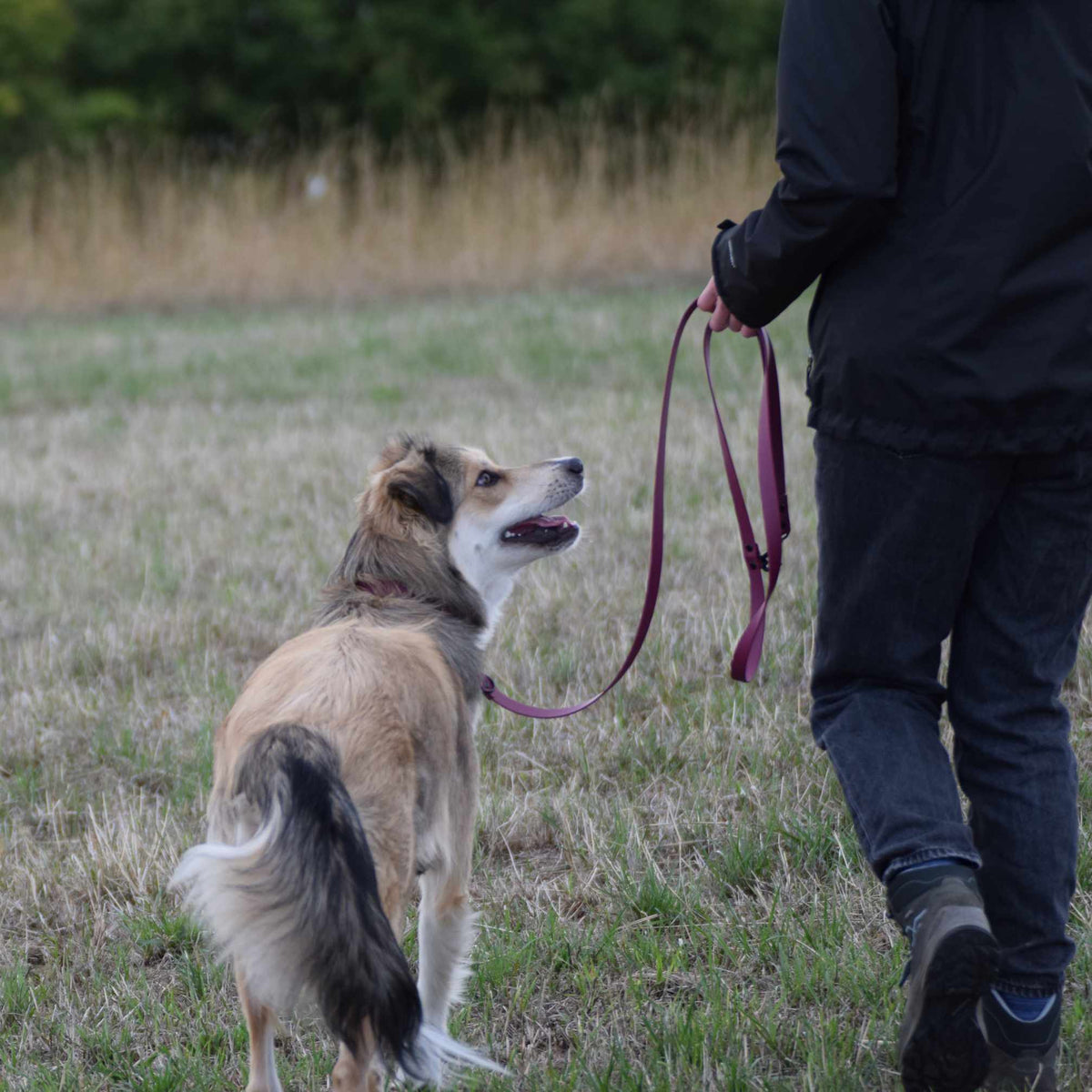 Hund mit Bordeaux Rot BioThane® Leine beim Spaziergang
