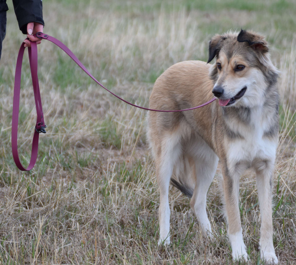 Hund mit Bordeaux Rot BioThane® Leine beim Spaziergang