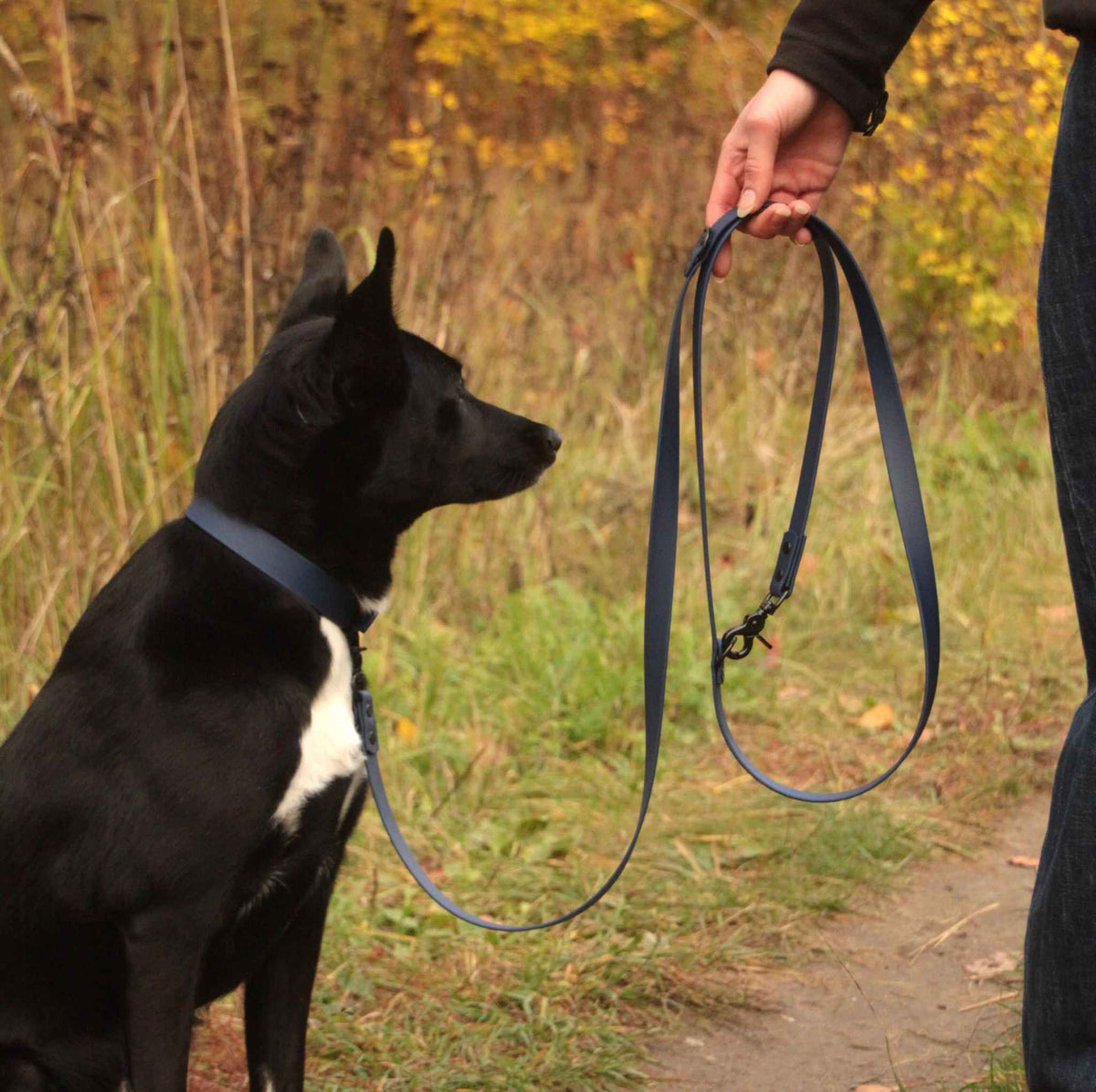 Hund mit dunkelblauer BioThane® Leine beim Spaziergang