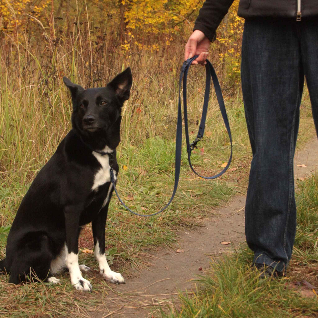 Hund mit dunkelblauer BioThane® Leine beim Spaziergang