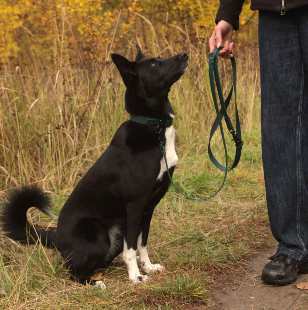 Hund mit dunkelgrünem BioThane® Halsband und Leine in der Natur