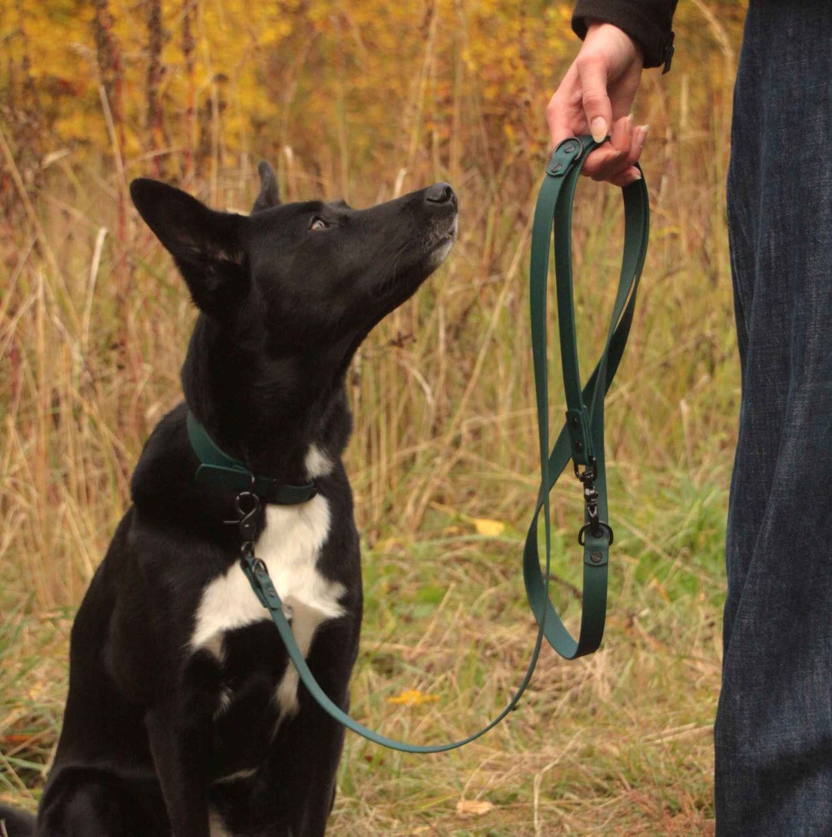 Hund mit dunkelgrünem BioThane® Halsband und Leine in der Natur