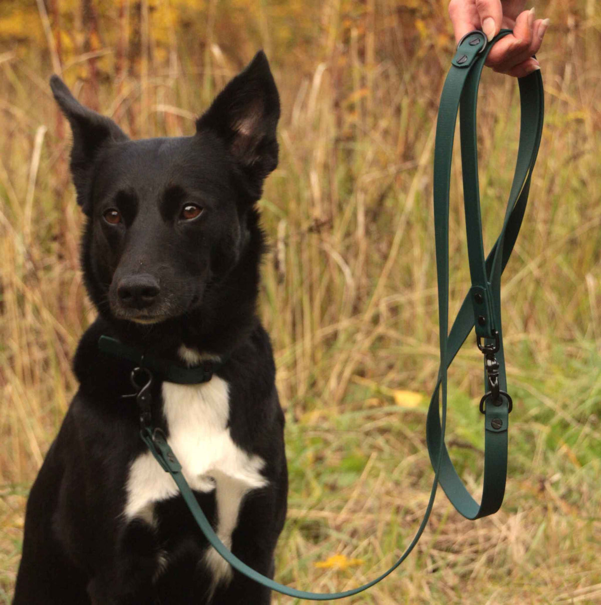 Hund mit dunkelgrünem BioThane® Halsband und Leine in der Natur