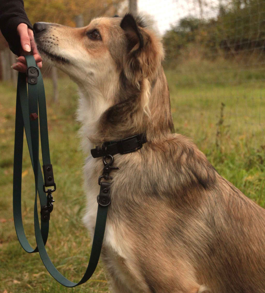Hund mit BioThane® Leine in der Farbe Dunkelgrün Schwarz in der Natur