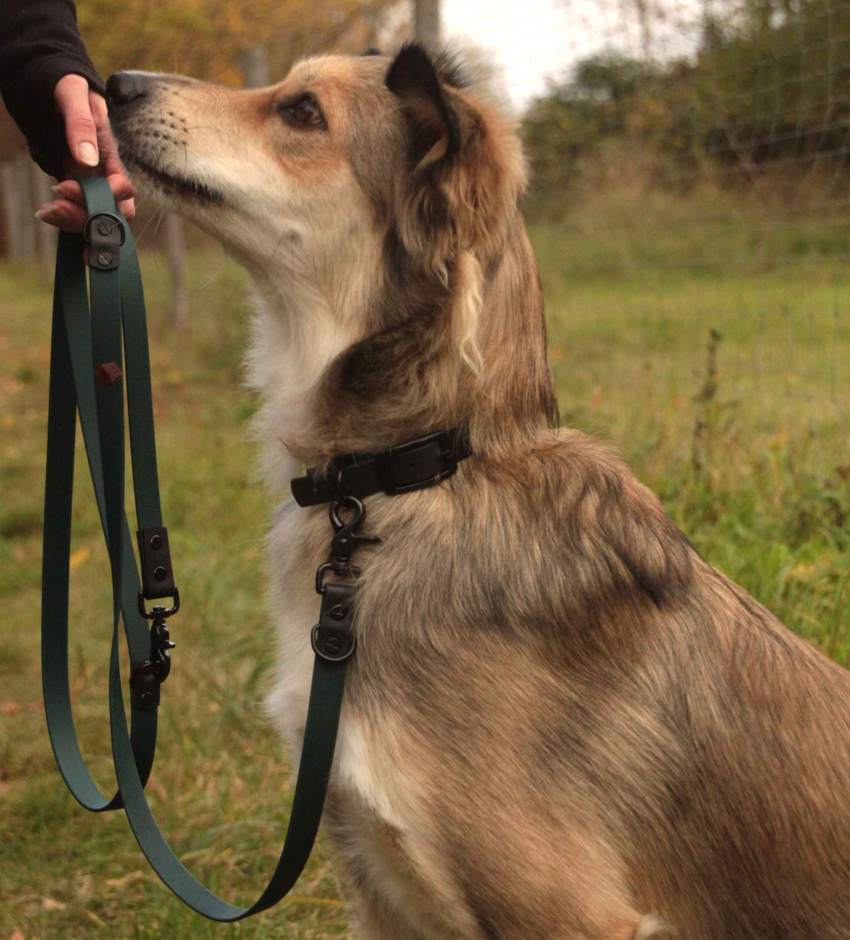 Hund mit BioThane® Halsband in der Farbe Dunkelgrün Schwarz in der Natur