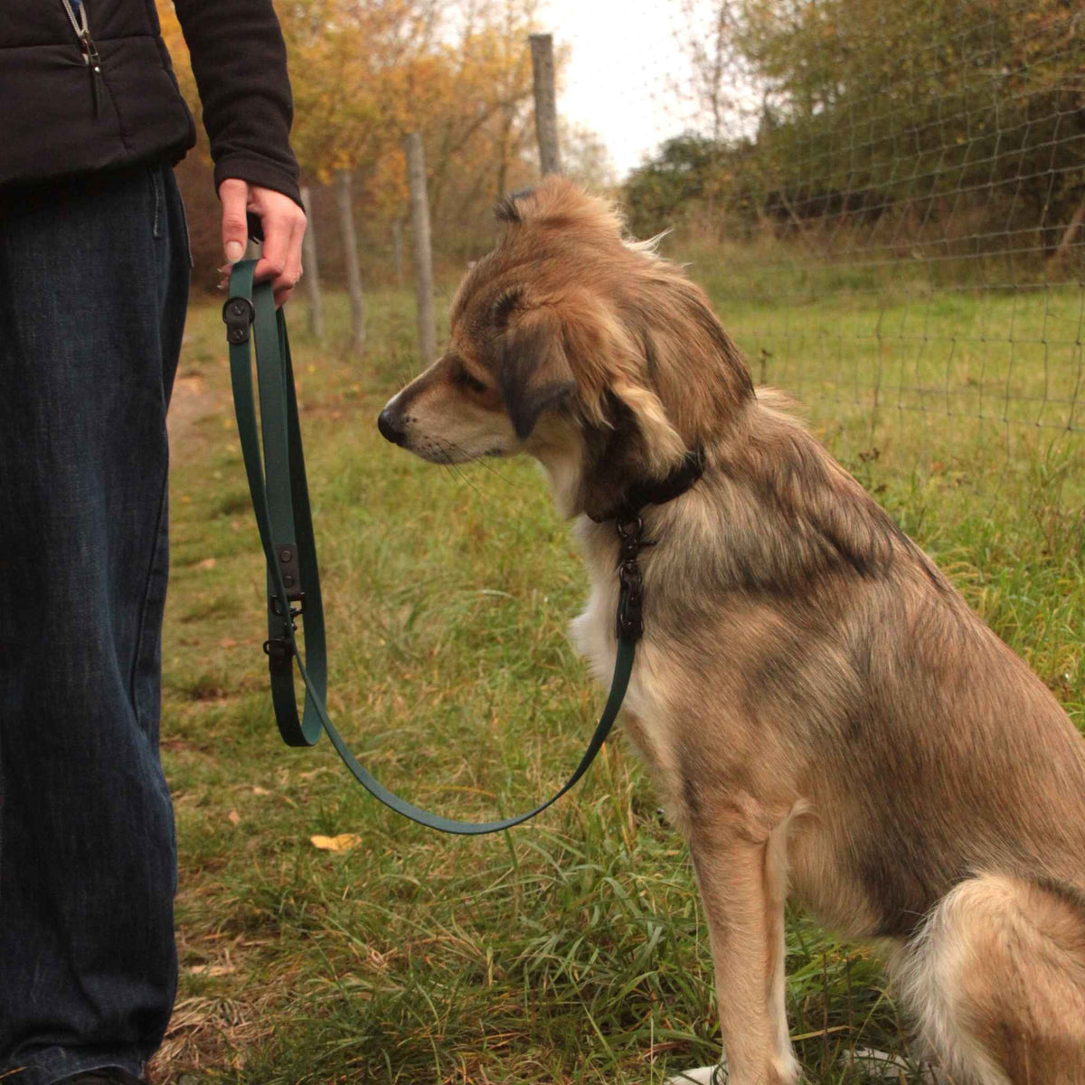 Hund mit BioThane® Leine in der Farbe Dunkelgrün Schwarz in der Natur