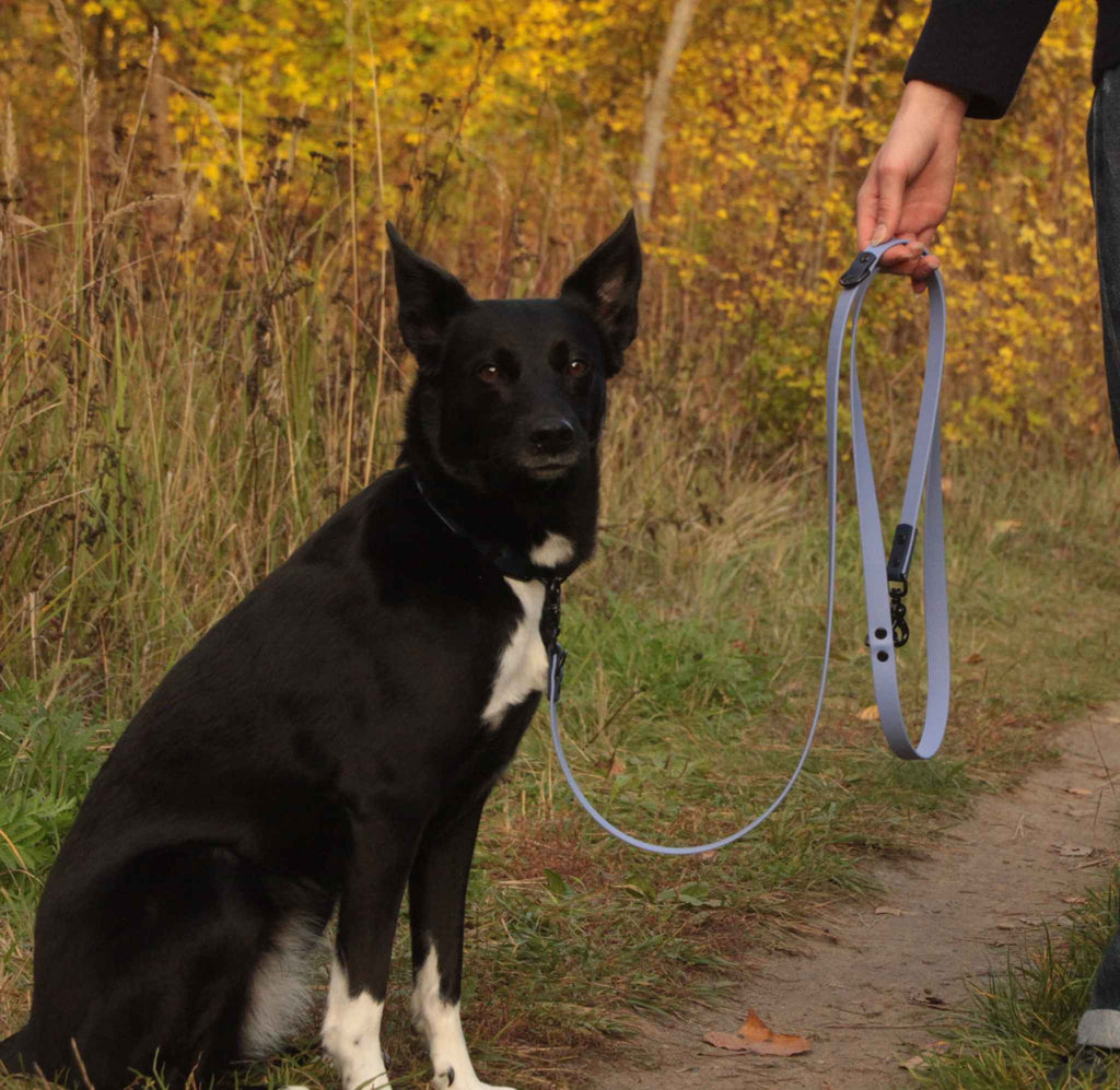 Hund mit BioThane® Halsband und Leine beim Spaziergang in der Farbe Periwinkle-Dunkelblau