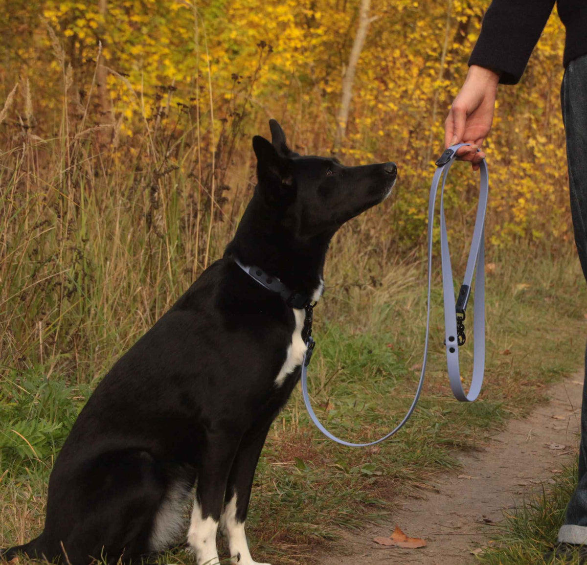 Hund mit BioThane® Halsband und Leine beim Spaziergang in der Farbe Periwinkle-Dunkelblau