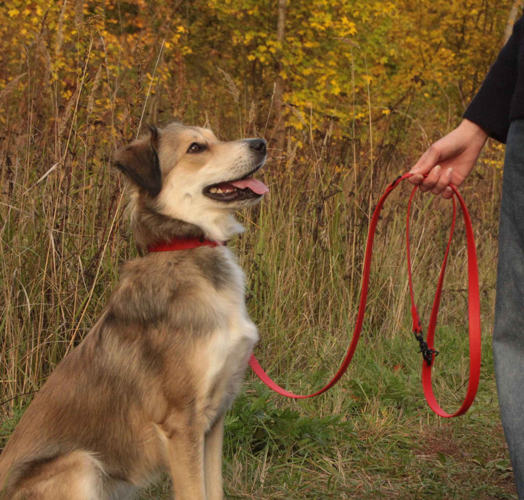 Hund mit roten BioThane® Halsband und Leine beim Spaziergang