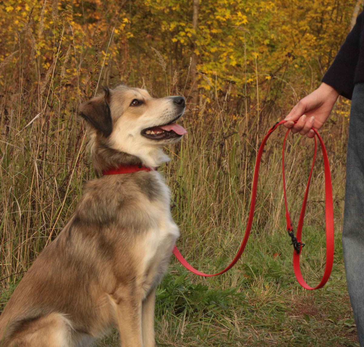 Hund mit roten BioThane® Halsband und Leine beim Spaziergang