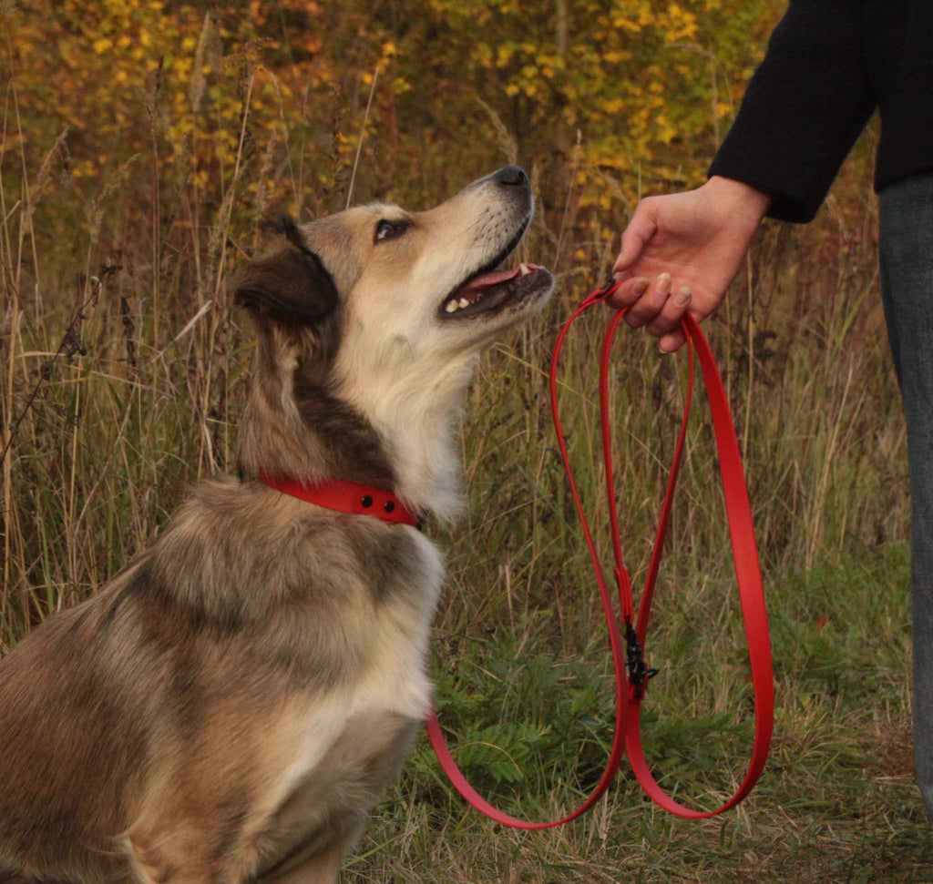 Hund mit roten BioThane® Halsband und Leine beim Spaziergang