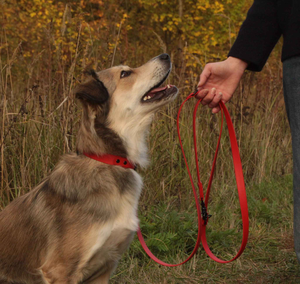 Hund mit roten BioThane® Halsband und Leine in der Natur